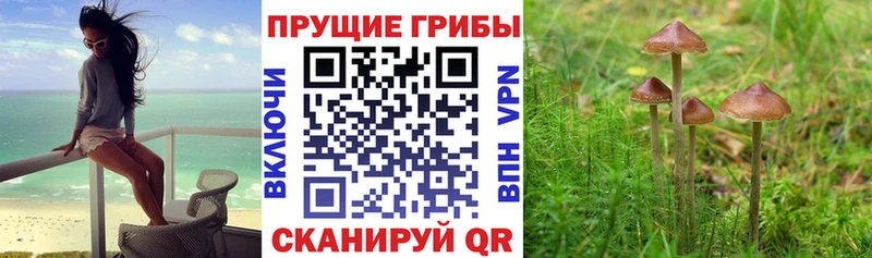 блэк спрут рабочий сайт  Кстово  Псилоцибиновые грибы Psilocybine cubensis  продажа наркотиков 